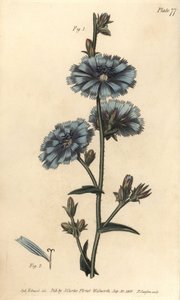 Blå succory eller almindelig cikorie, Cichorium intybus, Polygamia aequalis. Håndfarvet kobberstik af F. Sansom af en botanisk illustration af Sydenham Edwards til William Curtis