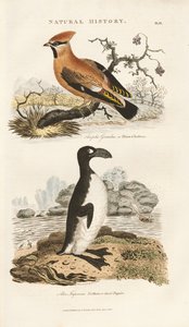 Bohemian Waxwing og Great Auk af Sydenham Teast Edwards