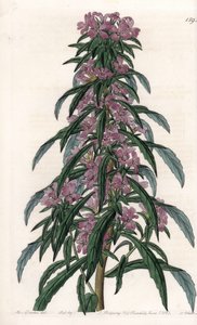 Boisduvalia variete, tætblomstret epilobe - Indgraveret tavle af S.Watts, fra en illustration af Sarah Anne Drake (1803-1857), fra Botanical Register of Sydenham Edwards (1768-1819), England af Sydenham Teast Edwards