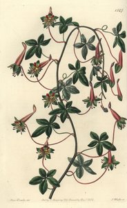 Bolivias Capuchin - Fembladet tropaeoleum, Tropaeoleum pentaphyllum. Håndfarvet kobberstik af S. Watts efter en illustration af Miss Sarah Drake fra Sydenham Edwards
