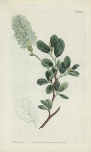 Botanisk gravering af Sydenham Teast Edwards