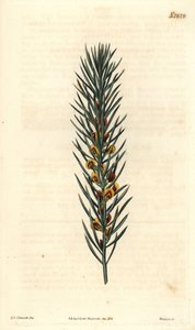 Gren med nåle af en busk Daviesia Aicularis, hjemmehørende i Australien. Illustration af Sydenham Edwards, gravering af Weddell. Eau forte i The Curtis Botanical Magazine, af Samuel Curtis af Sydenham Teast Edwards