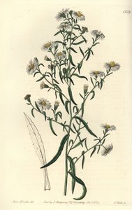 Skør aster, Aster fragilis. Håndfarvet kobberstik af S. Watts efter en illustration af Miss Sarah Drake fra Sydenham Edwards
