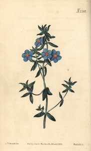 Bredbladet pimpernel, Anagallis latifolia. Håndfarvet kobberstik af Weddell efter en botanisk illustration af Sydenham Edwards fra William Curtis
