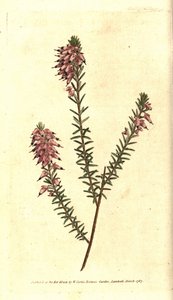 Bruyere carnee, Bruyere farve af kød, Bruyere af sneen eller Bruyere of the Alps - Urteagtig hede, Erica herbacea. Håndfarvet kobberstik efter en botanisk illustration af Sydenham Edwards fra William Curtis
