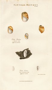 Bobleskaller af forskellige arter af Sydenham Teast Edwards