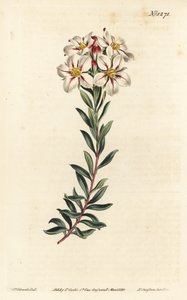 Buchu, Adenandra villosa (Umbel-flowered diosma, Diosma speciosa) - Håndfarvet kobberstik af F. Sansom Jr. efter en illustration af Sydenham Edwards fra William Curtis