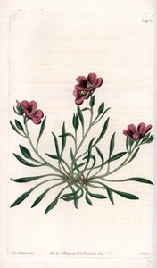 Calandrinia variete, indfødt i Amerika - Plade indgraveret af S.Watts, fra en illustration af Sarah Anne Drake (1803-1857), fra Botanical Register of Sydenham Edwards (1768-1819), England af Sydenham Teast Edwards