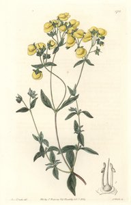 Calceolaire eller lille tøffel eller pung af dame, hjemmehørende i Chile - Water forte af S. Watts fra en illustration af Sarah Anne Drake (1803-1857), fra det botaniske register af Sydenham Teast Edwards