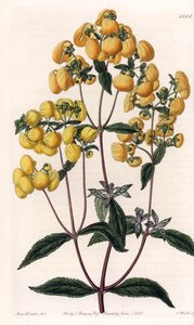 Calceolaire rugosa - Plade graveret af S.Watts, baseret på en illustration af Sarah Anne Drake (1803-1857), fra Botanical Register of Sydenham Edwards (1768-1819), England af Sydenham Teast Edwards