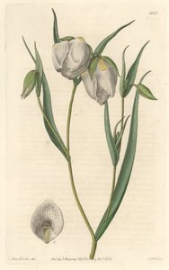 Calochorte (mariposa) eller hvidblomstret cyclobothre, hjemmehørende i Californien - S. Watts stærkt vand fra en illustration af Sarah Anne Drake (1803-1857), fra det botaniske register af Sydenham Teast Edwards