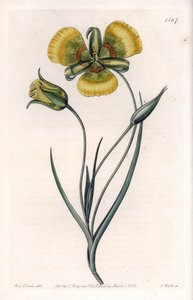 Calochortus har store gule blomster - Indgraveret tavle af S.Watts, fra en illustration af Sarah Anne Drake (1803-1857), fra Botanical Register of Sydenham Edwards (1768-1819), England af Sydenham Teast Edwards