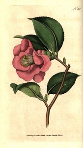 Camelia fra Japan - Rose camellia, Camellia japonica. Håndfarvet kobberstik efter en botanisk illustration af James Sowerby fra William Curtis