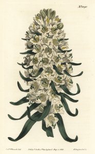 Campanula har smukke blomster - Pyrenæisk klokkeblomst, Campanula speciosa (Langpigget klokkeblomst, Campanula thyrsoidea). Håndfarvet kobberstik af F. Sansom Jr. efter en illustration af Sydenham Edwards fra William Curtis