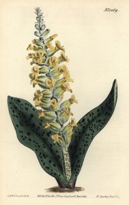 Cape Hyacinth (falsk orkidé) - Plettet blade orchis-lignende lachenalia, Lachenalia orchioides. Håndfarvet kobberstik af F. Sansom Jr. efter en illustration af Sydenham Edwards fra William Curtis