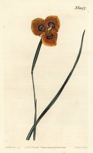 Cape Tulip - Orangefarvet moraea, Moraea tulbaghensis (Moraea pavonia). Håndfarvet kobberstik af F. Sansom Jr. efter en illustration af Sydenham Edwards fra William Curtis