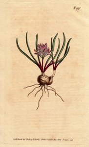 Kaphyacint, med løg, ecarlate blade og lyserød blomst. Cape Hyacinth, med løg, karminrøde blade og lyserøde blomster. Polyzena corymbosa (Massonia corymbosa). Håndfarvet kobberstik fra en botanisk illustration af Sydenham Edwards fr af Sydenham Teast Edwards