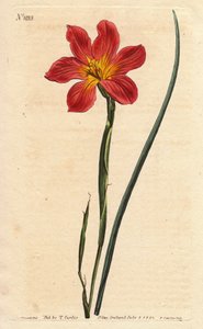 Kaptulipan, moraea har blomstrende halm og lyserød laks. Halmfarvet lige blomstret moraea, lakserosa og gul Cape Tulip. Homeria collina (Moraea collina). Håndfarvet kobberstik fra en botanisk illustration af Sydenham Edwards fra Will af Sydenham Teast Edwards