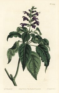 Caribisk salvie - Salvia lamiifolia (lillablomstret salvie, Salvia amoena). Håndfarvet kobberstik af F. Sansom Jr. efter en illustration af Sydenham Edwards fra William Curtis