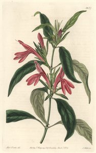 Carmantine, indfødt i Brasilien - Water forte af S. Watts fra en illustration af Sarah Anne Drake (1803-1857), fra det botaniske register af Sydenham Teast Edwards