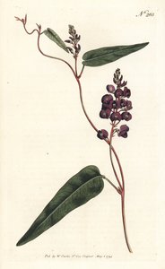 Caulinia bimaculata (lilla glycin, Glycine bimaculata). Håndfarvet kobberstik af Sansom efter en illustration af Sydenham Edwards fra William Curtis