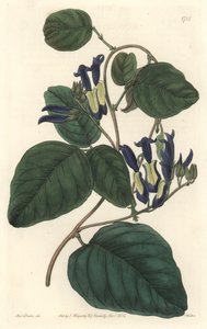 Caulinie noiratre, hjemmehørende i Australien - S. Watts stærkt vand fra en illustration af Sarah Anne Drake (1803-1857), fra det botaniske register af Sydenham Teast Edwards
