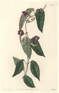 Ceropegia elegant, hjemmehørende i Indien - Strong water af S. Watts fra en illustration af Sarah Anne Drake (1803-1857), fra det botaniske register af Sydenham Teast Edwards
