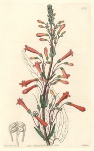 Chelone (eller Galane) har baldrianblade, hjemmehørende i Californien - S. Watts stærkt vand fra en illustration af Sarah Anne Drake (1803-1857), fra det botaniske register af Sydenham Teast Edwards