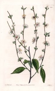 Kirsebærtræ - Indgraveret tavle af S.Watts, fra en illustration af Sarah Anne Drake (1803-1857), fra Botanical Register of Sydenham Edwards (1768-1819), England af Sydenham Teast Edwards