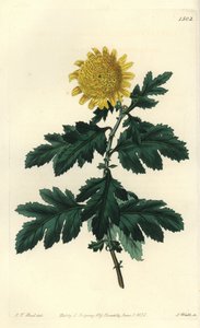 Kinesisk kamille eller indisk krysantem - Dobbelt gul indisk krysantemum, Chrysanthemum indicum var. plenum. Håndkoloreret kobberstik af S. Watts efter illustration af J.T. Hart fra Sydenham Edwards