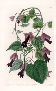 Kinesisk hat - Plade graveret af S.Watts, efter en illustration af Sarah Anne Drake (1803-1857), fra Sydenham Edwards