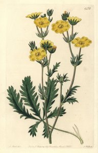 Cinquefoil dressee - Jagged-leaved cinquefoil, Potentilla laciniosa. Håndfarvet kobberstik af S. Watts efter en illustration af M. Hart fra Sydenham Edwards