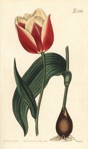 Claramond tulipan, Tulipa suaveolens var. latifolia. Håndfarvet kobberstik af Weddell efter en botanisk illustration af Sydenham Edwards fra William Curtis