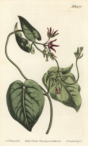 Klatrende mælkevin, Matelea obliqua (Virginian cynanchum, Cynanchum discolor). Håndfarvet kobberstik af F. Sansom Jr. efter en illustration af Sydenham Edwards fra William Curtis