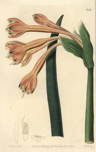 Clinanthus fulvus (Tawny coburgia, Coburgia fulva). Håndfarvet kobberstik af S. Watts efter en illustration af William Herbert fra Sydenham Edwards