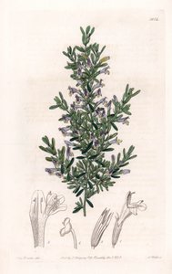Clinopodium Variete - Plade indgraveret af S.Watts, fra en illustration af Sarah Anne Drake (1803-1857), fra Botanical Register of Sydenham Edwards (1768-1819), England af Sydenham Teast Edwards