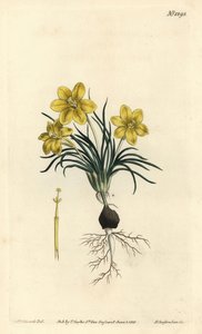 Urblomst, Moraea fugacissima (Smalbladet galakse, Galaxia graminea). Håndfarvet kobberstik af F. Sansom Jr. efter en illustration af Sydenham Edwards fra William Curtis