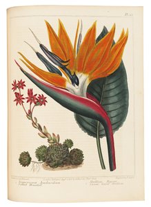 Cobweb Houseleek and Canna Leaved Strelitzia, 1806dani af Sydenham Teast Edwards