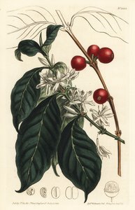 Kaffemaskine arabica - Kaffetræ, Coffea arabica. Håndfarvet kobberstik af F. Sansom Jr. efter en illustration af Sydenham Edwards fra William Curtis