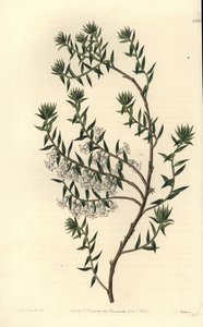 Almindelig hede, Epicris impressa (Sneet epacris, Epicris nivalis). Håndfarvet kobberstik af S. Watts efter en illustration af Miss Sarah Drake fra Sydenham Edwards