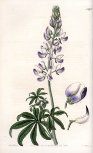 Almindelig flodbredslupin - Indgraveret tavle af S.Watts, fra en illustration af Sarah Anne Drake (1803-1857), fra Botanical Register of Sydenham Edwards (1768-1819), England