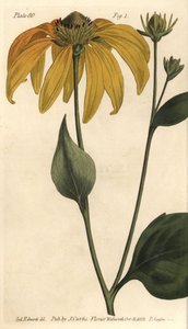 Hageblomst eller sortøjet-susan, Rudbeckia hirta, Polygamia frustranea. Håndfarvet kobberstik af F. Sansom af en botanisk illustration af Sydenham Edwards til William Curtis