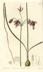Koraller fra Mexico eller dråbe koraller - Koraldråber, Bessera elegans (hulbladet pharium, Pharium fistulosum). Håndfarvet kobberstik af S. Watts efter en illustration af William Herbert fra Sydenham Edwards