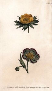 Krone af vinter eranth (eller helleborine eller vinter aconit) og hellebore fetide. Farvet kobberstik, illustration af Sydenham Edwards (1768-1819) til Conferences of Botanical, Botanical Garden of Lambeth (England) af Sydenham Teast Edwards