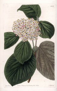 Cotton Viorne - Indgraveret tavle af S.Watts, fra en illustration af Sarah Anne Drake (1803-1857), fra Botanical Register of Sydenham Edwards (1768-1819), England af Sydenham Teast Edwards