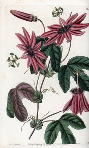 Crimson Passion - Plade graveret af S.Watts, fra en illustration af Sarah Anne Drake (1803-1857), fra Botanical Register of Sydenham Edwards (1768-1819), England af Sydenham Teast Edwards