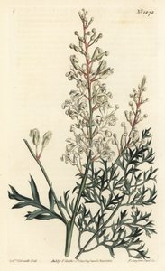 Crinkle busk eller reinfann - Crinkle busk eller persille bregne (svovlurt-bladede lomatia), Lomatia silaifolia. Håndfarvet kobberstik af F. Sansom Jr. efter en illustration af Sydenham Edwards fra William Curtis