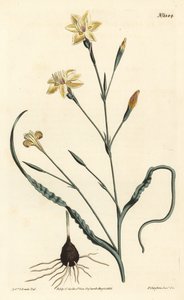Krøllet bladmoraea, Moraea crispa. Håndfarvet kobberstik af F. Sansom Jr. efter en illustration af Sydenham Edwards fra William Curtis