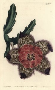 Polstret stapelia, Stapelia pulvinata. Håndfarvet kobberstik af F. Sansom Jr. efter en illustration af Sydenham Edwards fra William Curtis
