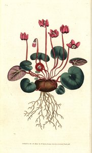 Cyclamen de Cos eller Kaukasus - Rundbladet cyclamen, Cyclamen coum. Håndfarvet kobberstik efter en botanisk illustration af James Sowerby fra William Curtis